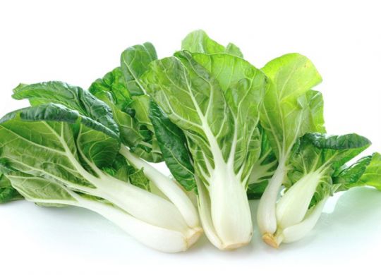 bok-choy-1024x587[1]